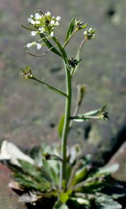 arabidopsis_thaliana
