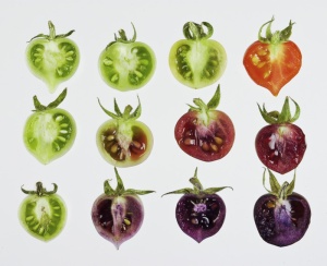 ripening purple tomatoes